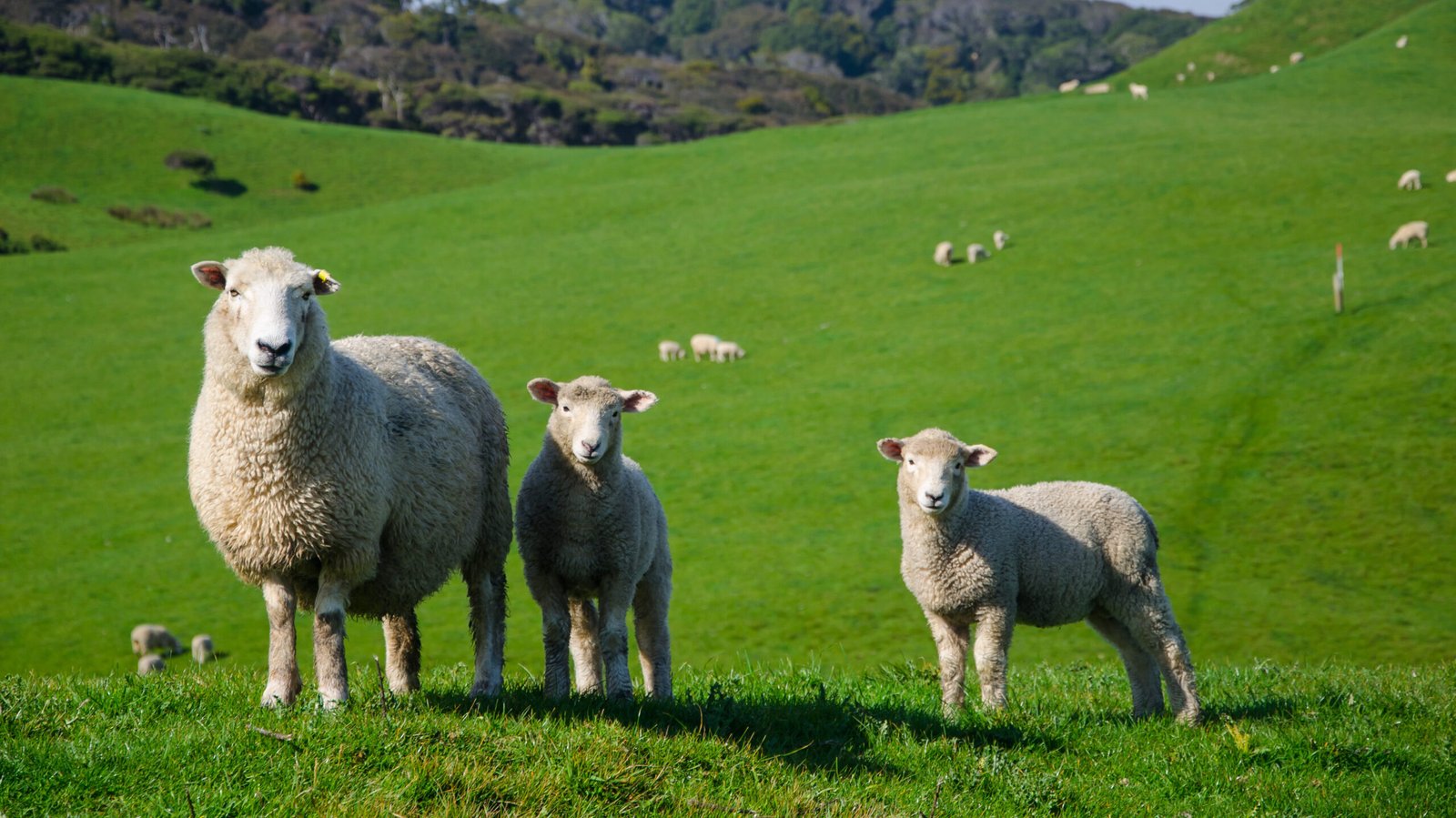Dívida rural: entrevista de Giulia Vitória Arndt à GZH closeup shot of sheep in a grassland